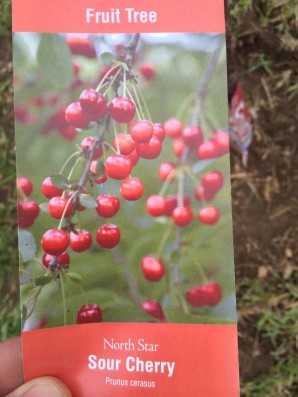 Cherry - North Star Sour Cherry - Prunus cerasus
