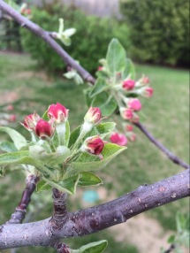 Apple Tree Blooms