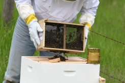 Shaking Bees in Hive